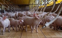 ILDEX Vietnam 2026: Định hình một ngành chăn nuôi hiện đại, hiệu quả và phát triển bền vững