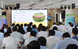 Cà Mau nâng cao hiệu quả liên kết sản xuất, tiêu thụ và phát triển bền vững ngành hàng lúa gạo