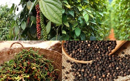 Xuất khẩu hồ tiêu tháng 3 ghi nhận mức tăng trưởng đột biến