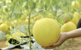 Thanh Hóa: Tập trung nguồn lực phát triển nông nghiệp xanh, nâng tầm giá trị nông sản hàng hóa