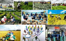 Tính đến hết năm 2025, cả nước có hơn 36 nghìn hợp tác xã