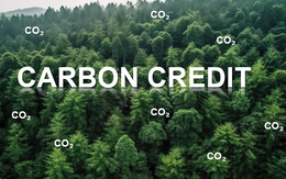 Tín chỉ carbon rừng chỉ được giao dịch theo hợp đồng hoặc trên sàn giao dịch