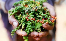 Hồ tiêu Việt Nam khẳng định vị thế, làm chủ cuộc chơi trên thị trường quốc tế