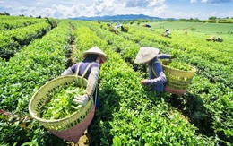 Xuất khẩu chè giảm 7,1% về lượng và giảm 2,5% về trị giá