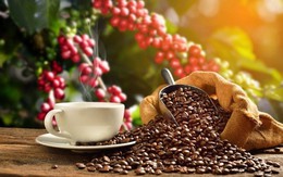 Xuất khẩu cà phê tăng 11,8% về lượng nhưng giảm 10,7% về trị giá