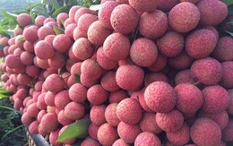 Xuất khẩu trái vải tăng 43% 