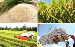 Việt Nam xuất khẩu 4,5 triệu tấn gạo, thu về hơn 2 tỷ USD trong 5 tháng đầu năm