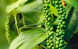 Xuất khẩu hồ tiêu trong 5 tháng vẫn tăng trưởng tích cực
