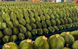 Bộ Nông nghiệp và Môi trường đề xuất rút ngắn thời gian giải quyết hồ sơ cấp mã số vùng trồng