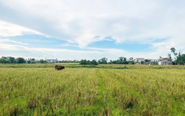 Dự án “treo” ở Nghệ An - Bài 1: “Đất vàng” hoá “đất hoang”