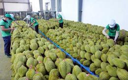 Xuất khẩu rau quả lần đầu vượt 1 tỷ USD trong một tháng
