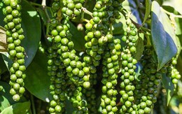 Xuất khẩu hồ tiêu tiến sát mốc 1 tỷ USD