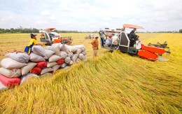 Xuất khẩu gạo chịu sức ép về giá
