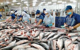Cá tra, ba sa chịu thêm áp lực từ thuế chống bán phá giá tại Mỹ