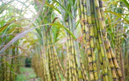 Giá đường tăng nhẹ nhờ kiểm soát đường nhập lậu