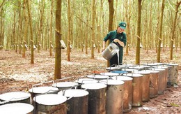 Xuất khẩu cao su thu về 1,55 tỷ USD sau 7 tháng