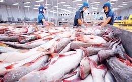 Xuất khẩu cá tra tăng trưởng nhờ thị trường Trung Quốc