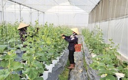 Từ sản xuất xanh đến kinh tế nông nghiệp xanh