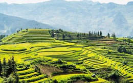“Hương sắc mùa Thu” đánh thức sức hút cao nguyên trắng Bắc Hà