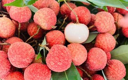 Xuất khẩu vải thiều giảm 51% 