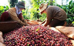 Xuất khẩu cà phê kỳ vọng tăng 8-10% trong năm 2026