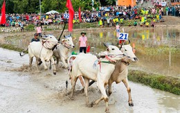 Khai mạc Hội đua bò truyền thống Chùa Rô năm 2026 - Tranh cúp Phân bón Cà Mau