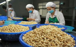 Xuất khẩu hạt điều thu về 3,37 tỷ USD sau 8 tháng