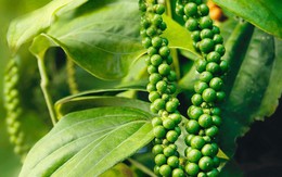 Xuất khẩu hồ tiêu vượt 1,3 tỷ USD
