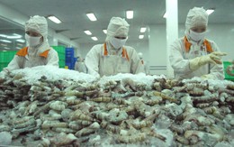 Kim ngạch xuất khẩu tôm 8 tháng đạt mốc 3,3 tỷ USD
