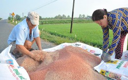 Nhập khẩu phân bón giảm hơn 40% trong 8 tháng