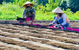 Một nghề truyền thống - được kể bằng hương thơm