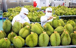 Sầu riêng xuất khẩu sang Hàn Quốc tăng gần 200%