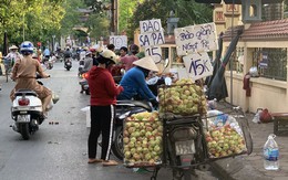 Dân buôn tiết lộ sự thật về đào Sa Pa bán tràn ngập chợ