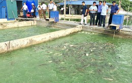 Nông nghiệp Thủ đô tạo bước chuyển mới