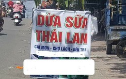 Dừa sữa bán đầy vỉa hè, người bán cây giống tại Bến Tre tiết lộ sự thật