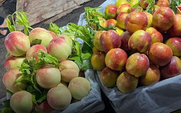 Bốn loại đào Trung Quốc đổ về chợ Việt, giá rẻ hơn rau