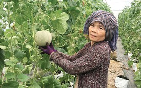Thủy sản canh mô hình nông nghiệp trồng rau nuôi cá kết hợp Sở Khoa học và Công nghệ Thành phố Hồ Chí Minh #10 Thủy sản canh mô hình nông nghiệp trồng rau nuôi cá kết hợp Sở Khoa học và Công nghệ Thành phố Hồ Chí Minh