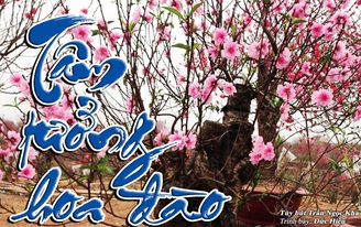 Tâm tưởng hoa đào