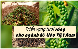Triển vọng tươi sáng cho ngành hồ tiêu Việt Nam