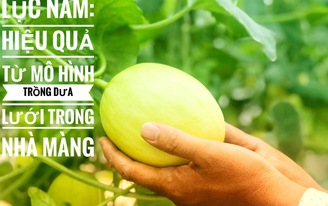 Lục Nam: Hiệu quả từ mô hình trồng dưa lưới trong nhà màng