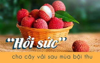 Bắc Giang: “Hồi sức” cho cây vải sau mùa bội thu