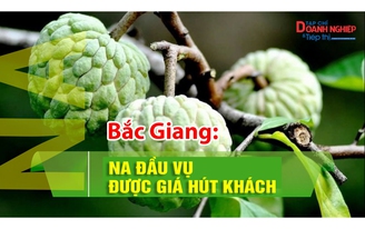 Bắc Giang: Na đầu vụ được giá hút khách