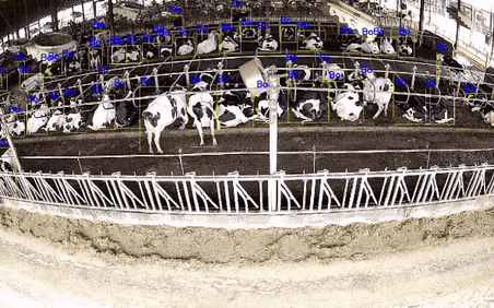 Ông Nguyễn Tử Quảng khoe công nghệ camera Bkav AI View trong nuôi bò