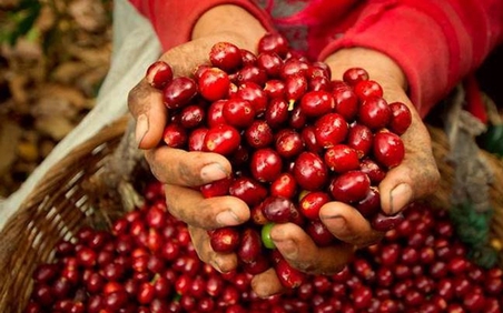 Thị trường nông sản ngày 30/3: Cà phê và hồ tiêu đồng loạt giảm
