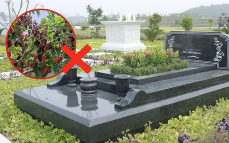 Ông bà dặn: 3 cây CHỚ trồng trước mộ, 4 thứ KHÔNG để trên giường - Giờ nghe lời, sau đỡ hối hận