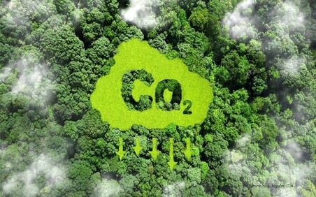 Hoàn thiện khung pháp lý để minh bạch thị trường carbon rừng