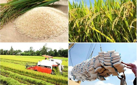 Giữ vững lượng xuất khẩu gạo nhưng giá trị sụt giảm trong 8 tháng