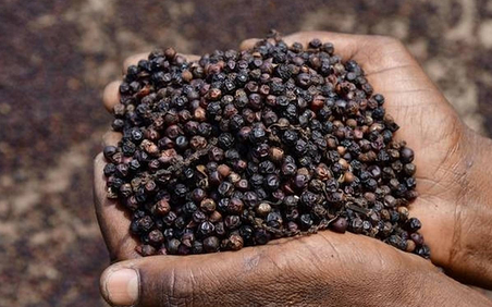 Xuất khẩu tiêu nửa đầu tháng 2/2026 tăng mạnh 64,3% về lượng và 58,1% về giá trị