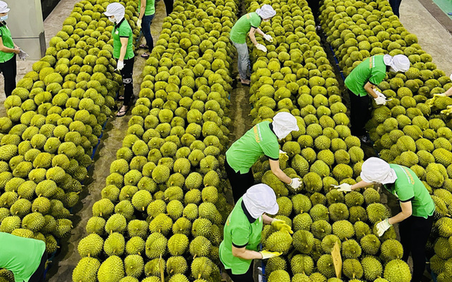Xuất khẩu sầu riêng bứt phá với kim ngạch gần 1,8 tỷ USD trong 7 tháng