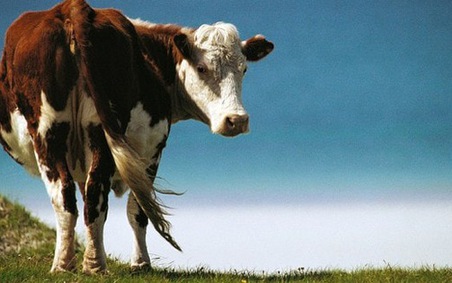8 học thuyết con bò sữa sẽ chỉ cho bạn cách kinh doanh nào là phù hợp và  hiệu quả nhất  MarketingTrips
